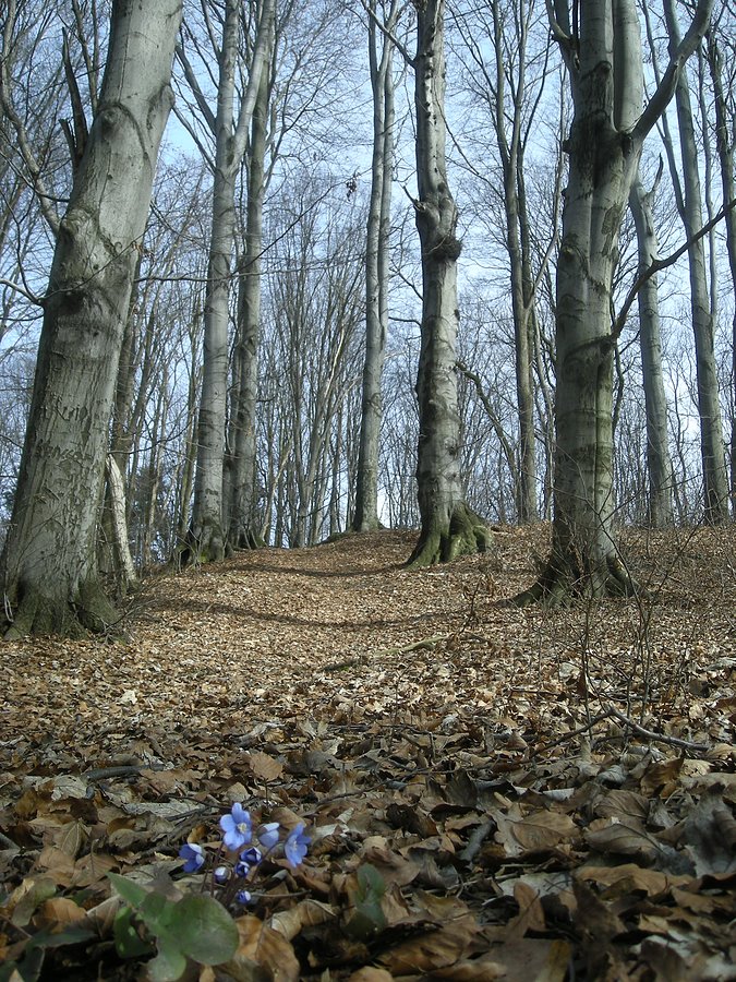 Góra Grojec