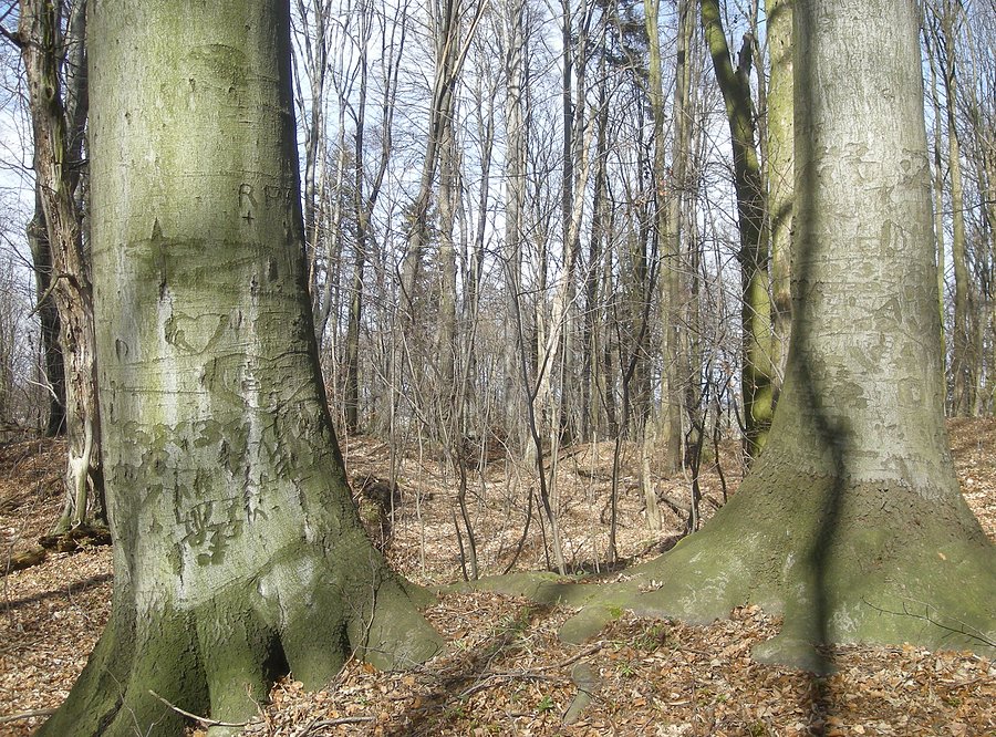 Buki na Górze Grojec