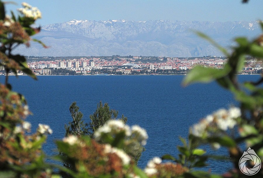Zadar zza krzaków i wody