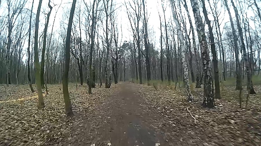 Na skróty przez lasek Makoszowski