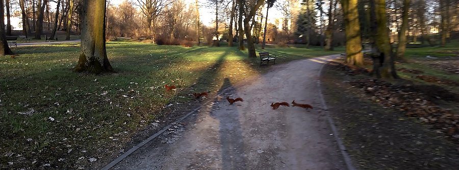 Uciekające wiewióry :)