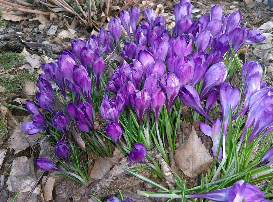 Krokusy