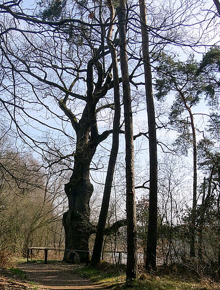 Tysiącletni dąb pod Loecknitz