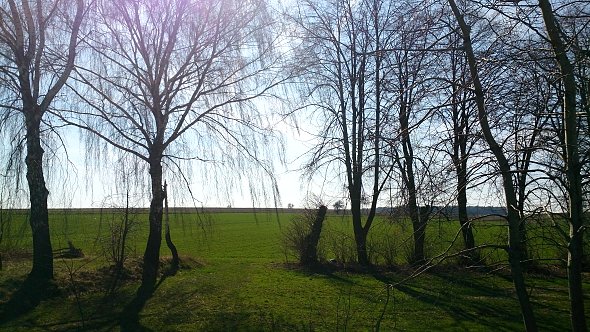 Drzewa na polach