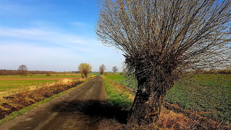 Droga z Wierzbna do Koszewa