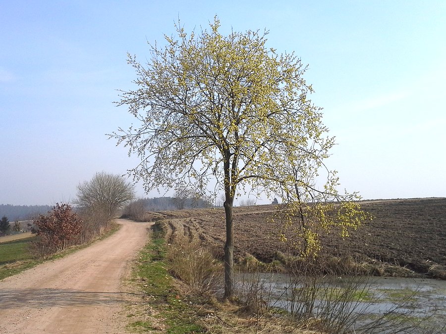Wiosna na Kaszubach :-)