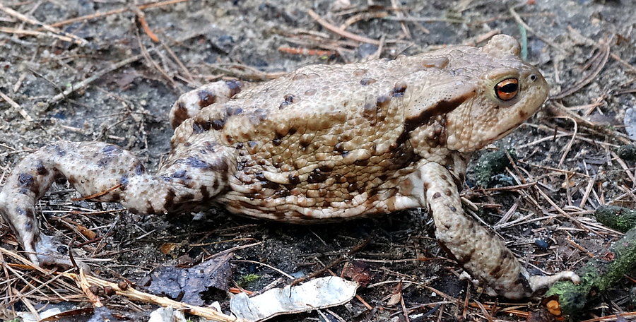 Początek wycieczki - przy Goplanie mnóstwo żab