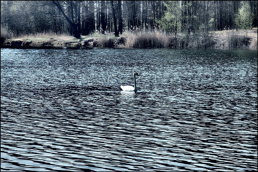 Łabędź
