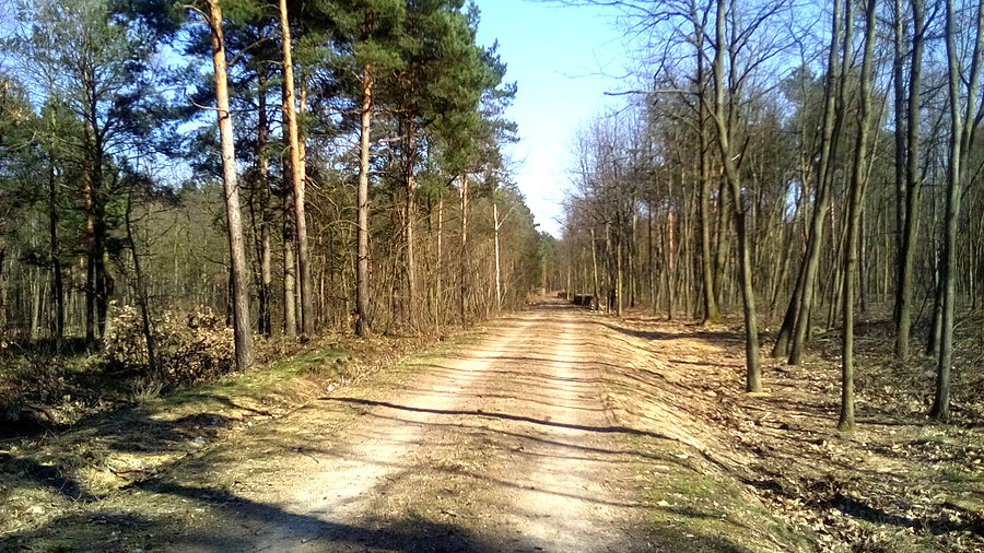 Las z Wymysłowa na Rogoźnik