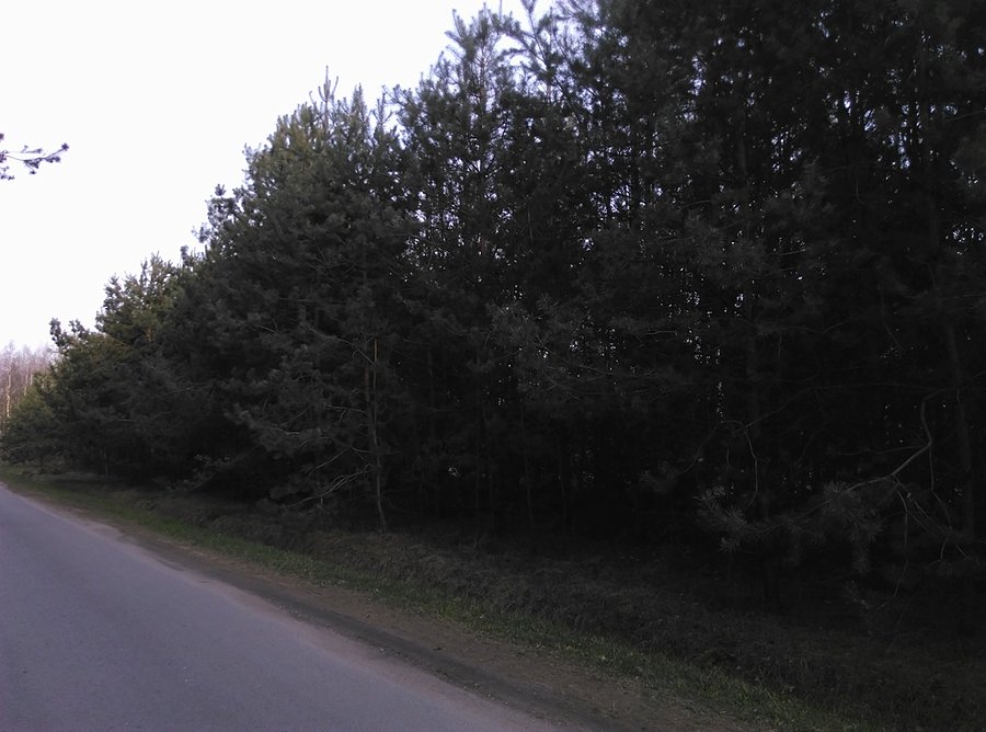 W lesie koło Jadwigowa