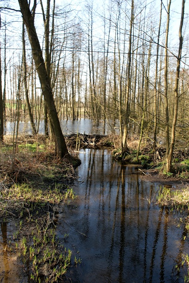 Rzeka Rawka w okolicach wsi Wierzchy - blisko swojego źródła