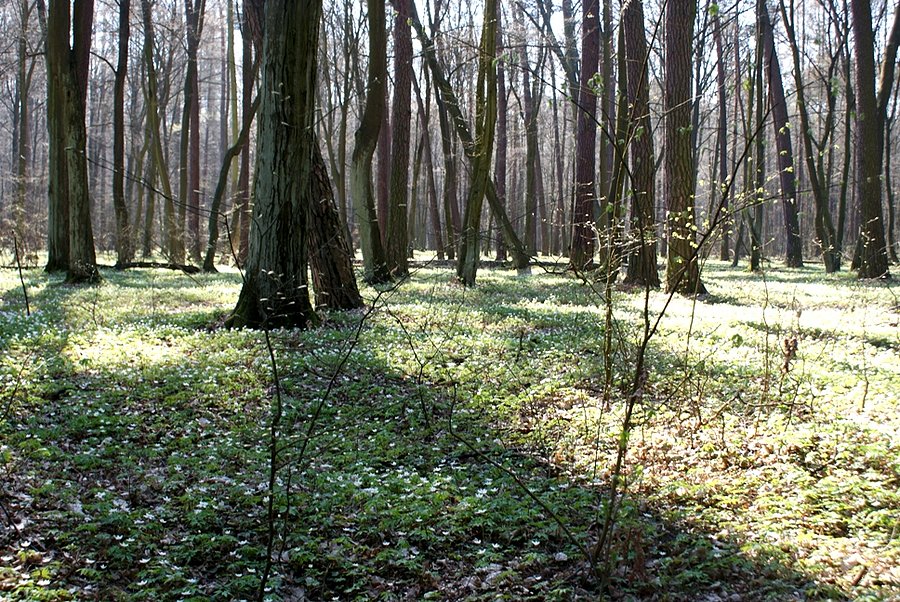 Las usłany kwiatowym dywanem - okolice Rez. Zimna Woda koło Rogowa