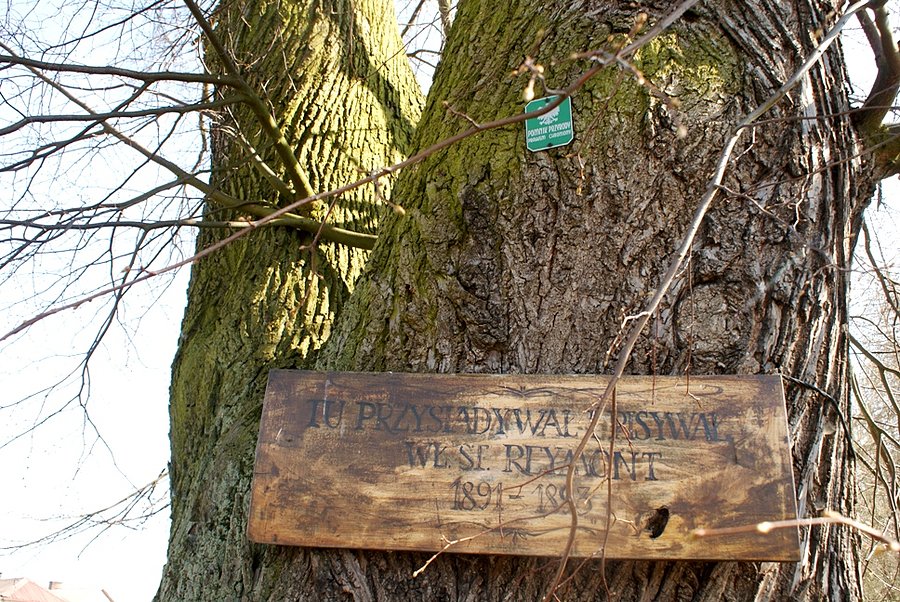Pod lipą Reymonta w Przyłęku Dużym