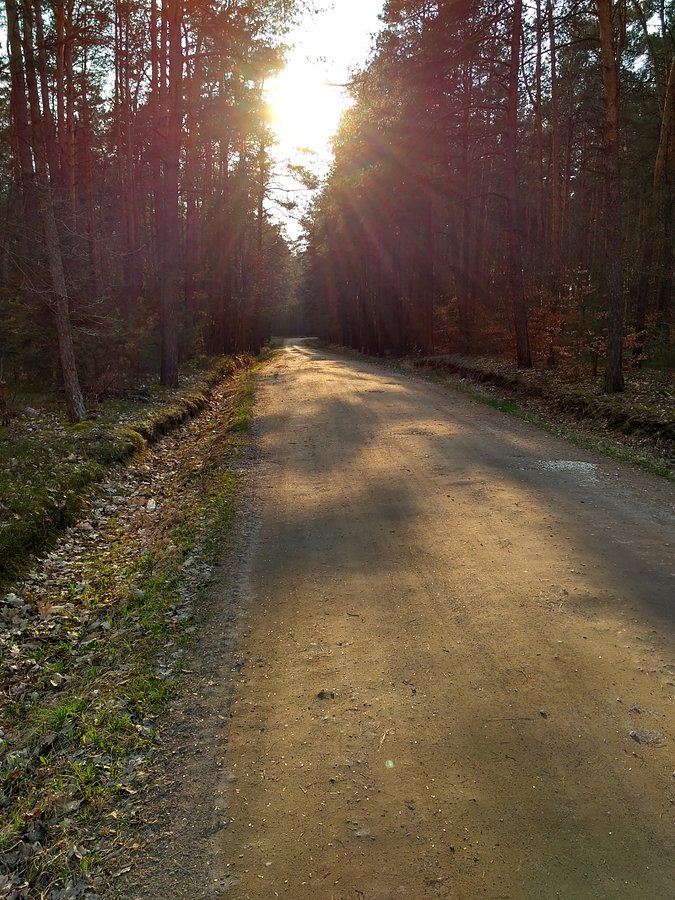 Ostatni leśny fragment