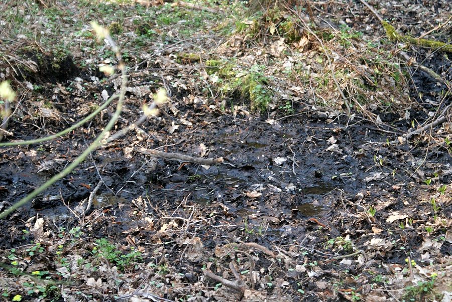 Żródła Rawki - okolice Rewicy k. Węgrzynowic