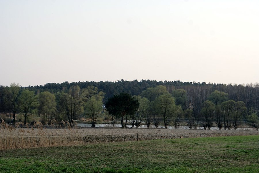 Zielono nad stawami sangrodzkimi