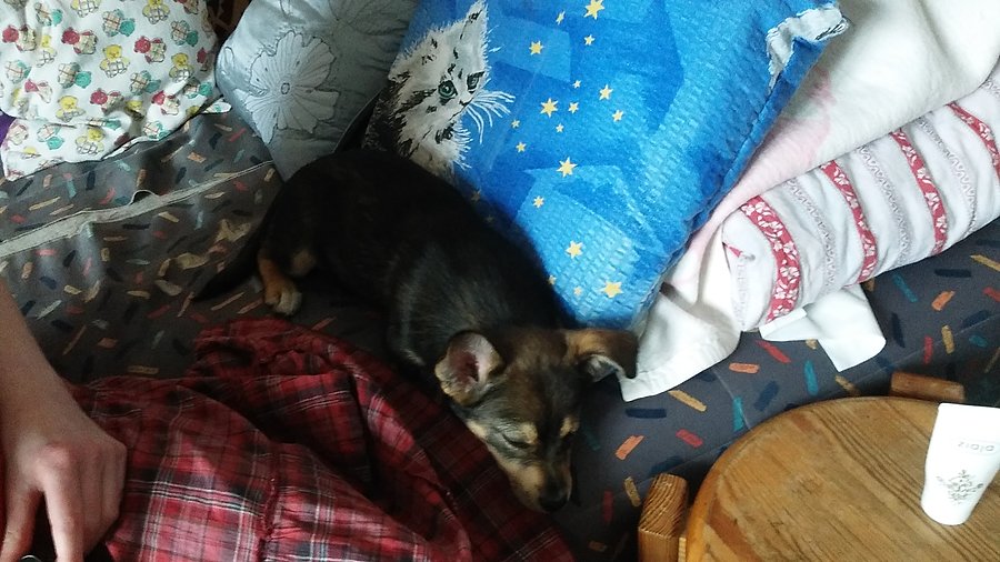 Nowy piesek