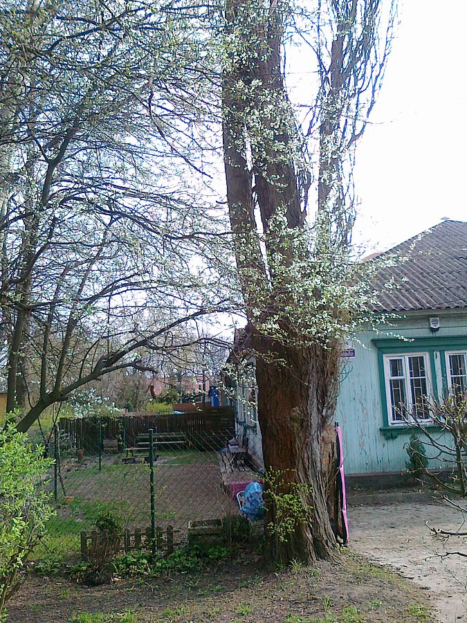 Pierwsze kwitnące drzewa owocowe