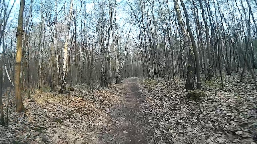 Przez lasek Makoszowski
