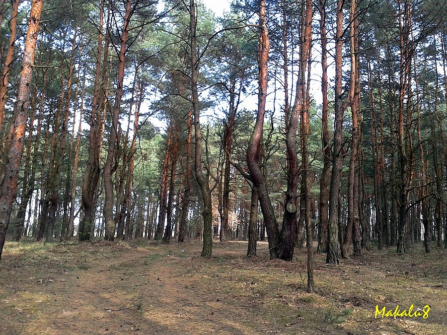 Siewierz_las koło zamku