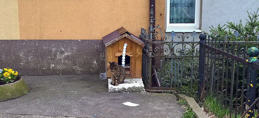 Kotek spod sklepu w Pilchowie