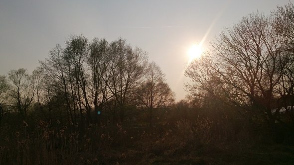 Słońce między drzewami
