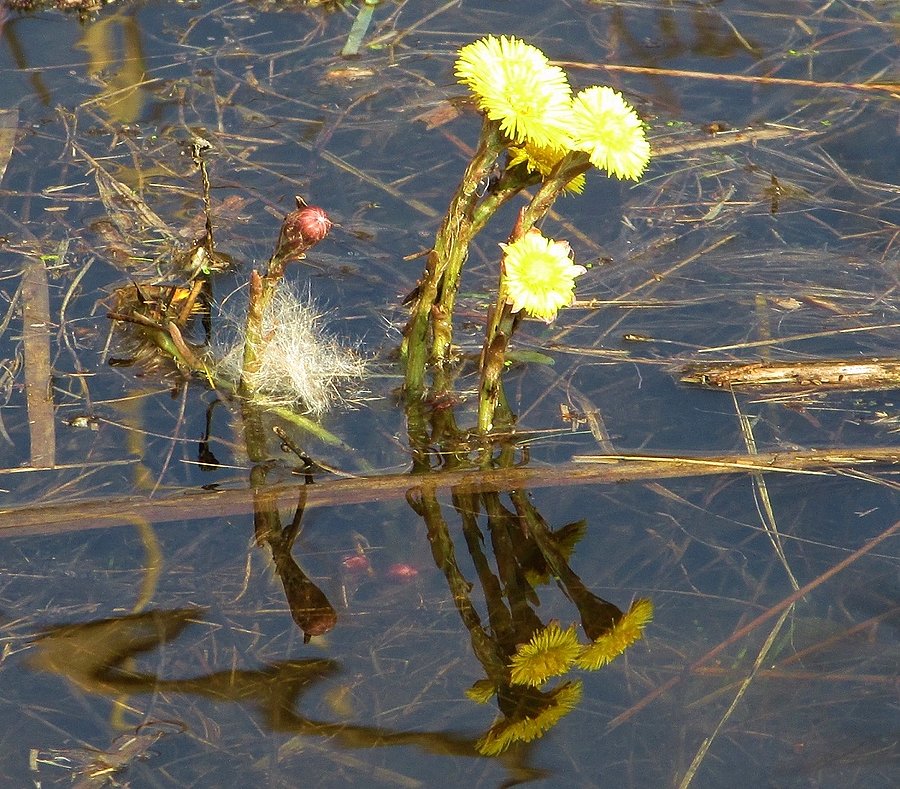 Wodne podbiały