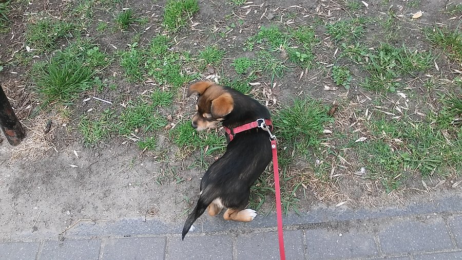 Nowy piesek