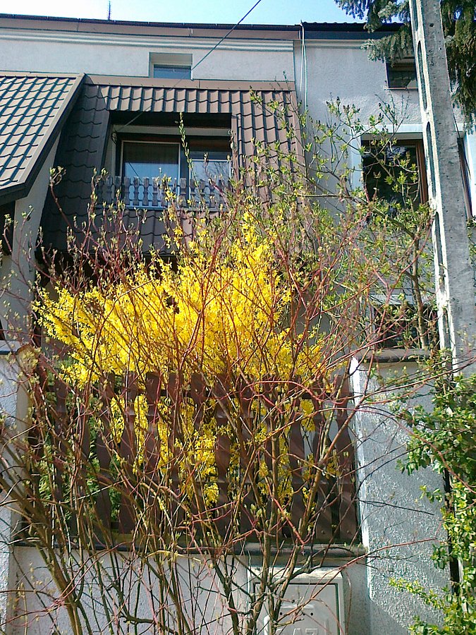 Kwitnace forsycje
