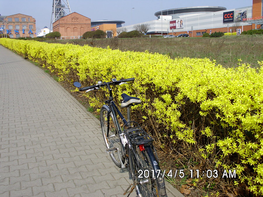 Forsycja