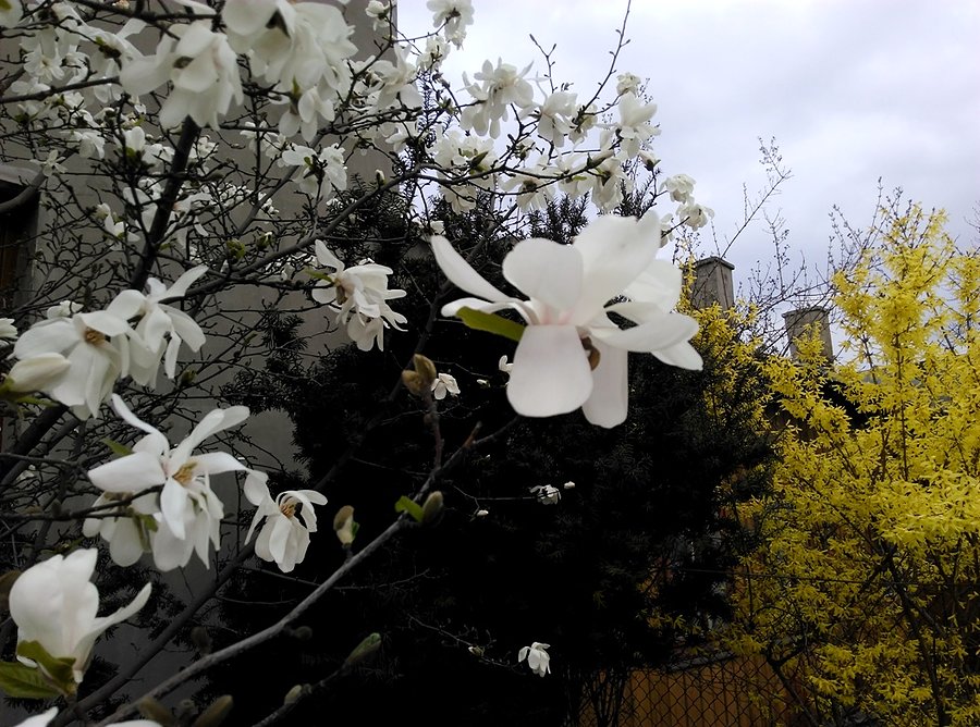 Biała magnolia