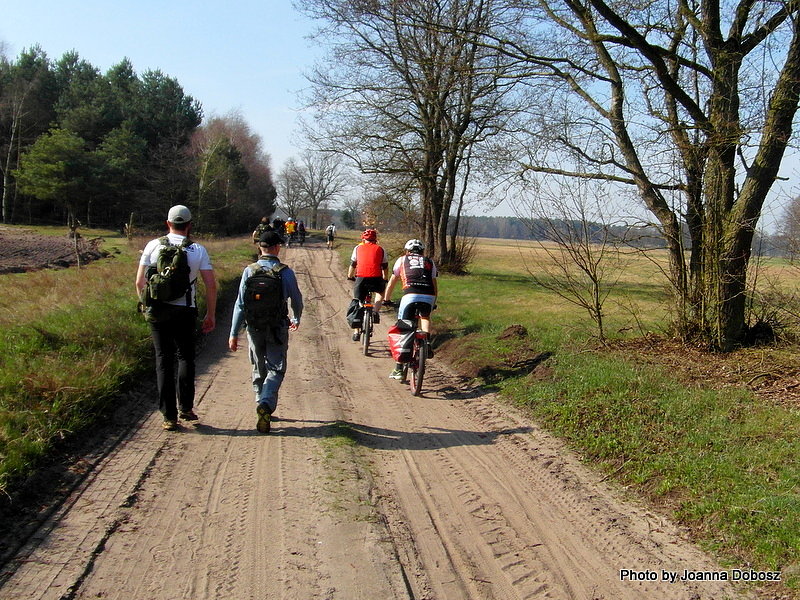 Doganiamy piechurów - Puszcza Bydgoska