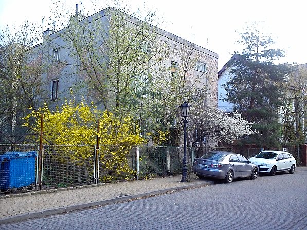 Zaledwie 6 kwietnia a już kwitnie forsycja i tarnina. To jakieś 2 tygodnie wczesniej niż normalnie