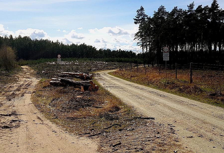 Leśna krzyżówka po "zmianie ustatwy"
