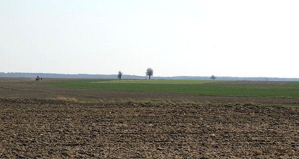 Pola w Kołczynie