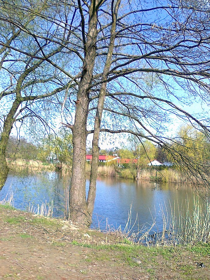 Staw w Zielonkach