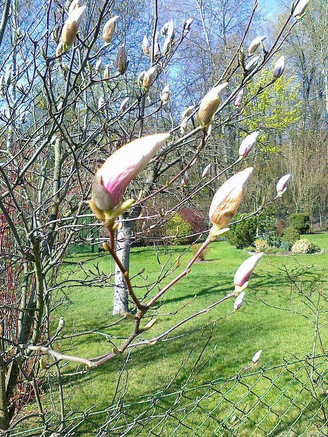 Niedługo zakwitną magnolie