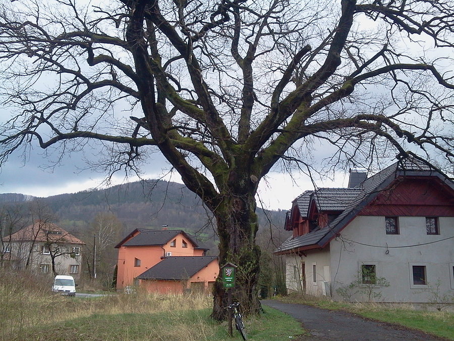 Bystrzyca dąb