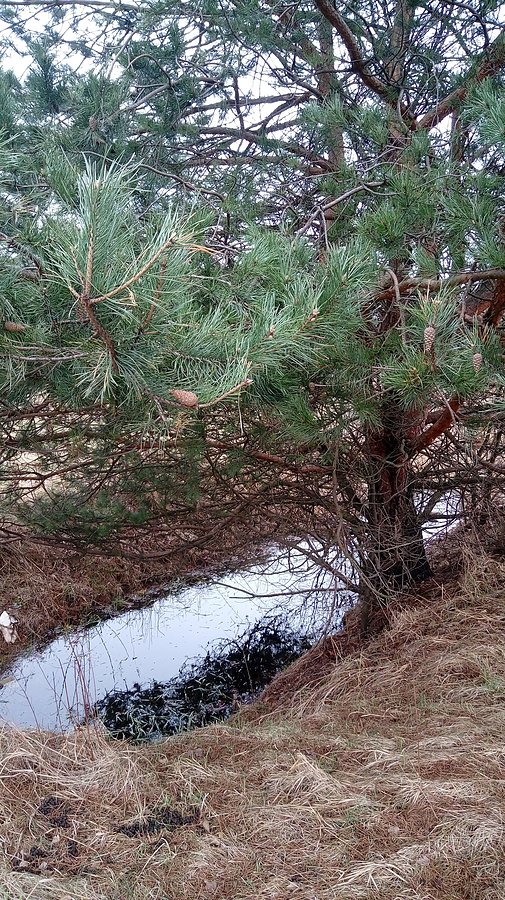Drzewo nad rowem
