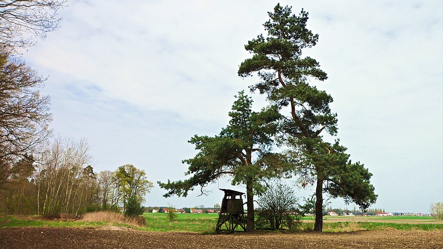 Wieża obserwacyjna pod drzewami