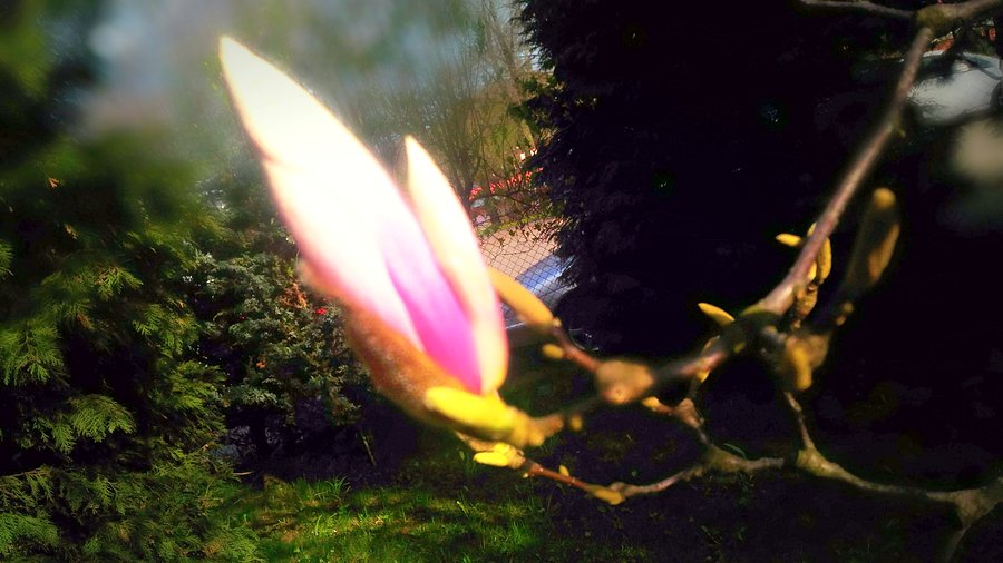 Magnolia rozkwita