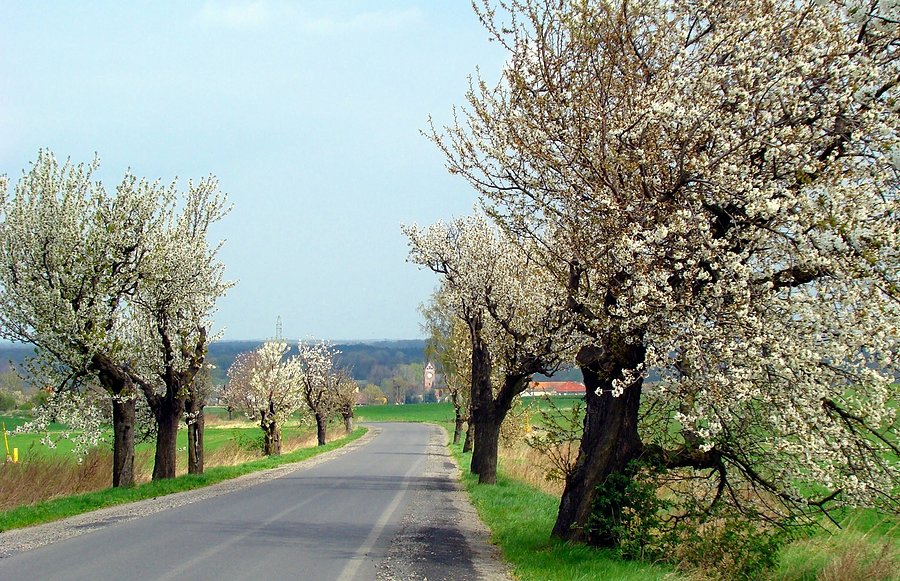 Czereśniowa. Piękna jak kwitnie i... dojrzewa