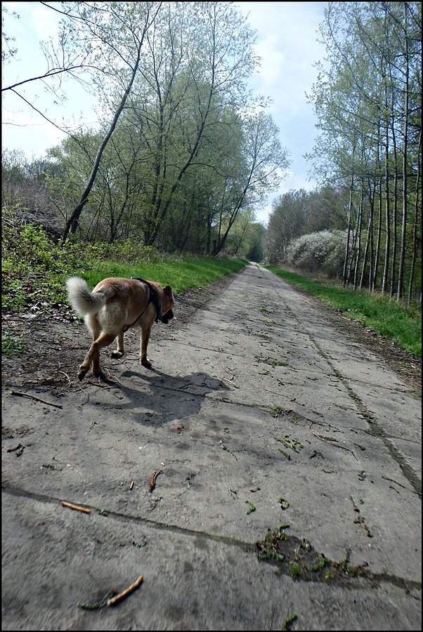 Mango na wałach