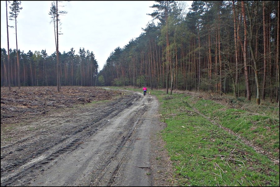 Na karczowisku