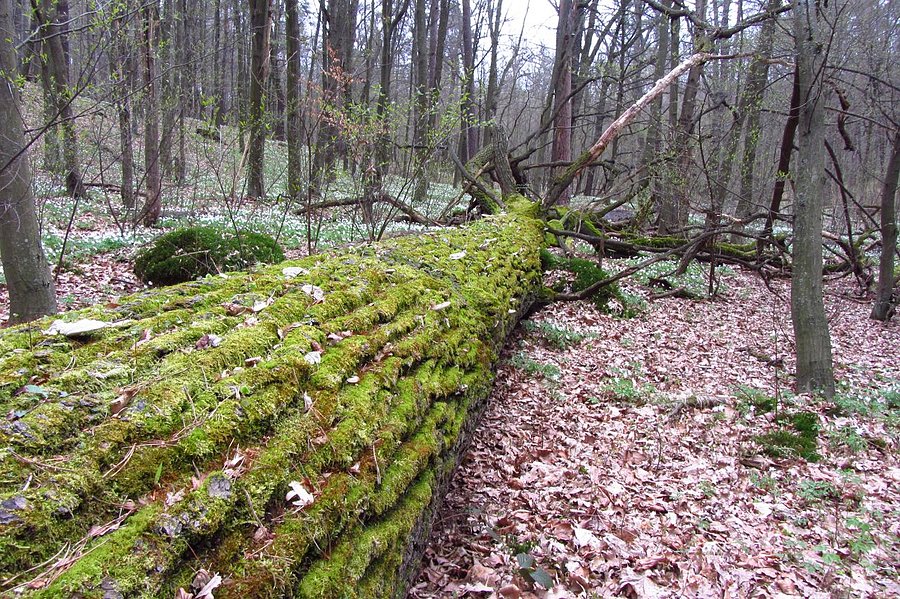 Powalone drzewo