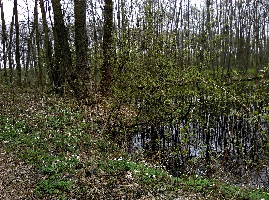 W Rezerwacie Niebieskie Źródła