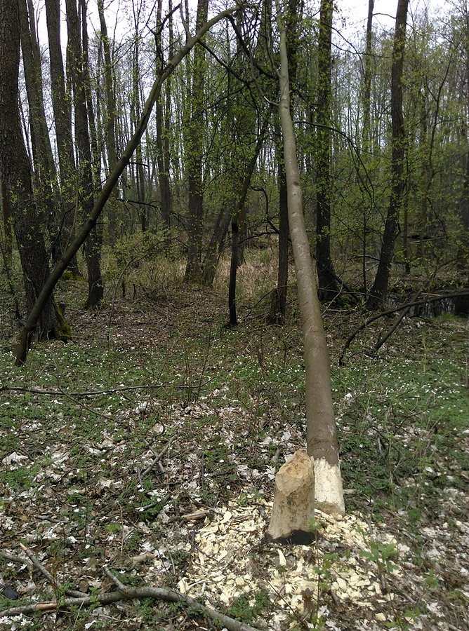 Działalność bobrów w Rezerwacie Niebieskie Źródła