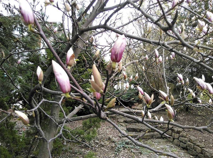 Kwitnąca magnolia