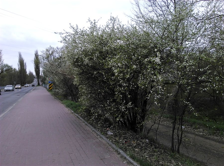 Tak powinny wyglądać pasy zieleni w miastach :)