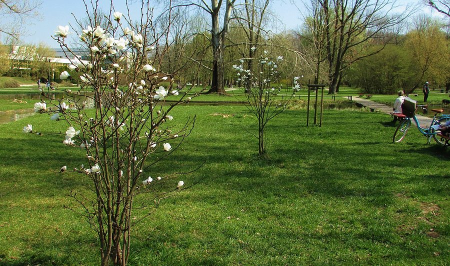 Magnolie na Polu Mokotowskim